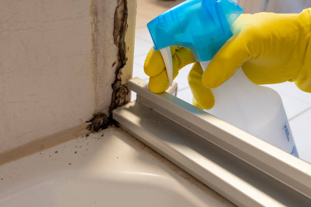 Attic Mold Removal in Ohioville, PA